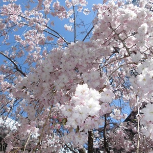 お花見レク🌸