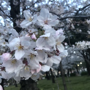 ひな祭りとおやつレク🎎🍓