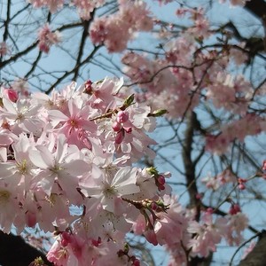 ひなまつりとお花見🎎🌸