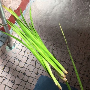 【入所】菖蒲湯とおやつレク🛁🎏